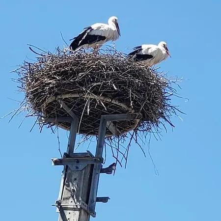 Apartament Au Gre Du Tulipier - 2 Pieces *